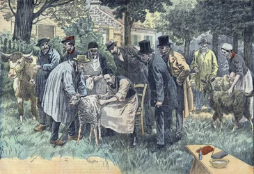 Louis Pasteur (1822-1895), fransk biolog experimenterade framgångsrikt i Pouilly-le-Fort på begäran av Melun Agricultural Society, sitt mjältbrandsvirus på en flock får, kor och getter. Ritning av Damblans.