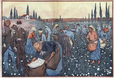 Bomullsgrödan, nära Orleanville, i Chelif Valley, Algeriet. Illustration av Damblans. I "" Le Pelerin"" den 23 februari
