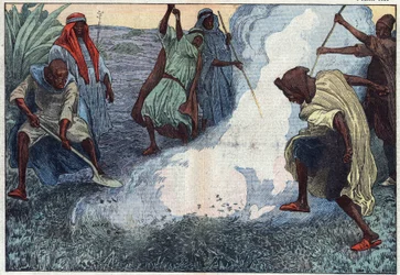 Förstörelsen av gräshoppor i Algeriet: araberna bränner dem under rop och förbannelser. Illustration av Damblans. I "" Le Pelerin"" den 4 juli