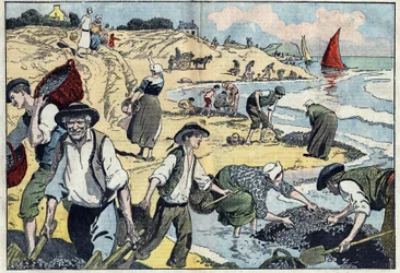 Invånarna vid Thouais kust skördar musslor. Kernevel, Finistere (29), Bretagne. Illustration av Damblans. I "" Le Pelerin"" den 31 augusti