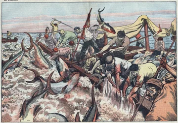 Tonfiskfiske i Tunisien - Tonfisk fångas i det sista nätet som kallas "corpo", kläcks med huggtänder och smäller i fiskebåten. Illustration av Damblans. I "" Le Pelerin"" den 30 augusti