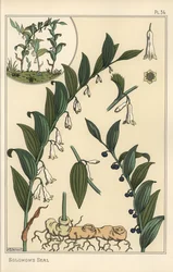 Botanisk illustration av Salomos sigill, Polygonatum multiflorum