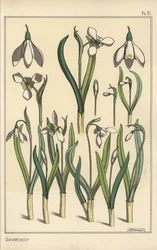 Botanisk illustration av en snödroppe, Galanthus nivalis