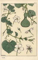 Botanisk illustration av kalebassen