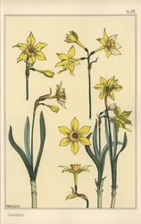 Botanisk illustration av jonkvill, Narcissus jonquilla, som visar delar av blomman