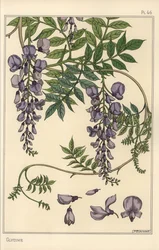 Glycin botanisk studie