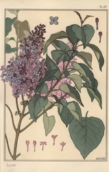 Lila botanisk studie.