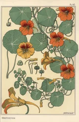 Nasturtium botanisk studie