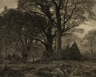 Fontainbleaus skog