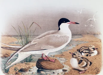 Tärna (Sterna hirundo), gravyr av Oscar Dressler, från Natural History of Birds that häckar i Lombardiet, av Eugenio Bettoni (1845-1898), Italien