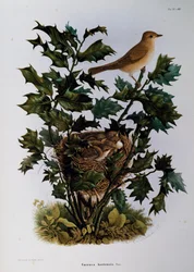 Trädgårdssångare (Sylvia hortensis), gravyr av Oscar Dressler, från Natural History of Birds that häckar i Lombardiet, av Eugenio Bettoni (1845-1898), Italien