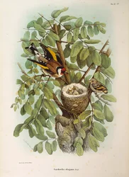 Illustration från Eugenio Bettonis "Natural History of Birds that Nest in Lombardy" som representerar den europeiska Goldfinch Carduelis carduelis familjen, av Oscar Dressler