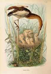 Illustration från Eugenio Bettonis "Natural History of Birds that Nest in Lombardy" som representerar Little Bittern Ixobrychus minutus, av Oscar Dressler