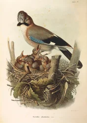Illustration från Eugenio Bettonis "Natural History of Birds that Nest in Lombardy" som representerar den eurasiske Jay Garrulus glandarius, av Oscar Dressler