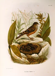 Illustration från Eugenio Bettonis "Natural History of Birds that Nest in Lombardy" som representerar Alpine Accentor Prunella collaris, av Oscar Dressler