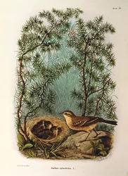 Illustration från Eugenio Bettonis "Natural History of Birds that Nest in Lombardy" representerande Water Pipit Anthus spinoletta, av Oscar Dressler
