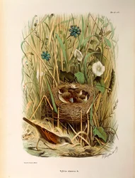Illustration från Eugenio Bettonis "Natural History of Birds that Nest in Lombardy" som representerar Whitethroat Sylvia communis eller cinerea, av Oscar Dressler