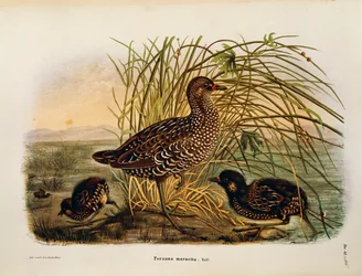Illustration från Eugenio Bettonis "Natural History of Birds that Nest in Lombardy" som representerar Spotted Crake Porzana porzana, av Oscar Dressler