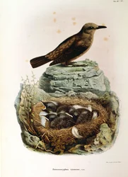 Illustration från Eugenio Bettonis "Natural History of Birds that Nest in Lombardy" som representerar Blue Rock Thrush Monticola solitarius, av Oscar Dressler