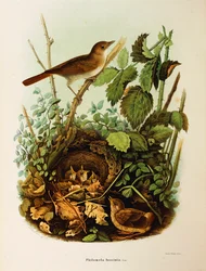 Illustration från Eugenio Bettonis "Natural History of Birds that Nest in Lombardy" som representerar Nightingale Luscinia megarhynchos, av Oscar Dressler
