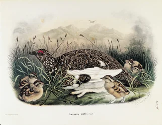 Illustration från Eugenio Bettonis "Natural History of Birds that Nest in Lombardy" som representerar klippripan Lagopus muta, av Oscar Dressler