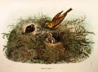 Illustration från Eugenio Bettonis "Natural History of Birds that Nest in Lombardy" representerande Yellowhammer Emberiza citrinella, av Oscar Dressler