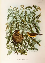 Illustration från Eugenio Bettonis "Natural History of Birds that Nest in Lombardy" som representerar Melodious Warbler Hippolais polyglotta, av Oscar Dressler