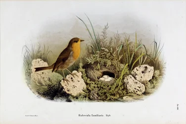 Representation av Red Gorge (Rubecula familiaris) (Kromolitografi