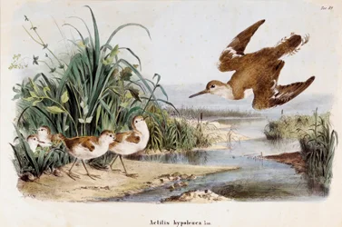 Representation av Becassine Chevalier guignette (Actitis hypoleuca) (kromolitografi