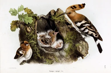 Representation av Huppe fasciee (Upupa epops) (Hoopoe) (kromolitografi