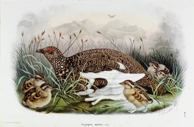 Representation av rapphönan (Partridge eller Lagopus mutus) (Kromolitografi