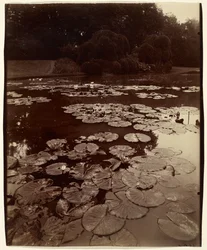 [Näckrosor]