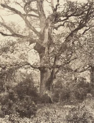 Nära Bodmer, 1860-talet.