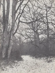 Vägen i skogen