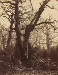 Trädstudie, Fontainebleau,1860 (foto)