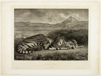 Bengalisk tiger