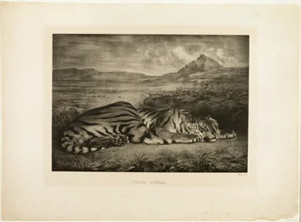 Bengalisk tiger