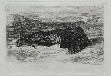 Hukande tiger i öknen