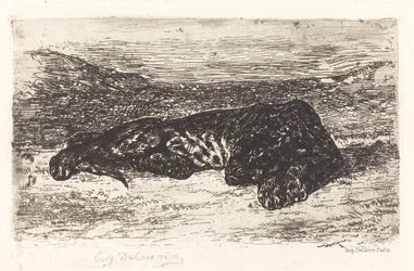 Tiger som sover i öknen