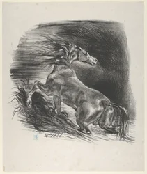 Vildhäst, 1828., 1828.