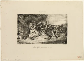 Ung tiger som leker med sin mor