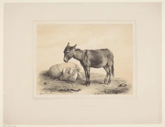 Rustende paket Diverse dieren (serietitel) Djurstudier (serietitel)