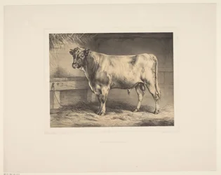 Stier Diverse dieren (serietitel) Djurstudier (serietitel)