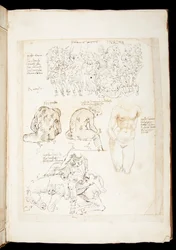 Ms 701 fl.34v, ritning inklusive en vy av Spinario från baksidan, sent 1400-tal (penna och bläck på papper)