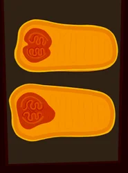 Butternut Squash (digital konst)
