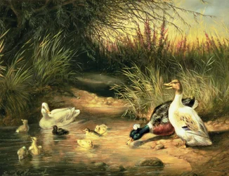 Ankor, Drake och Ducklings