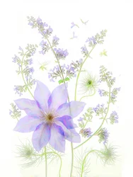Skira lavendelblommor