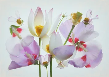 Eterisk blomsterkomposition