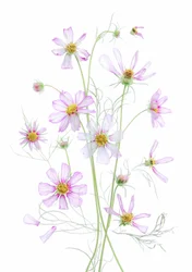Eterisk rosa rosenskära