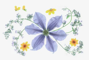 Frisk blomsterkomposition